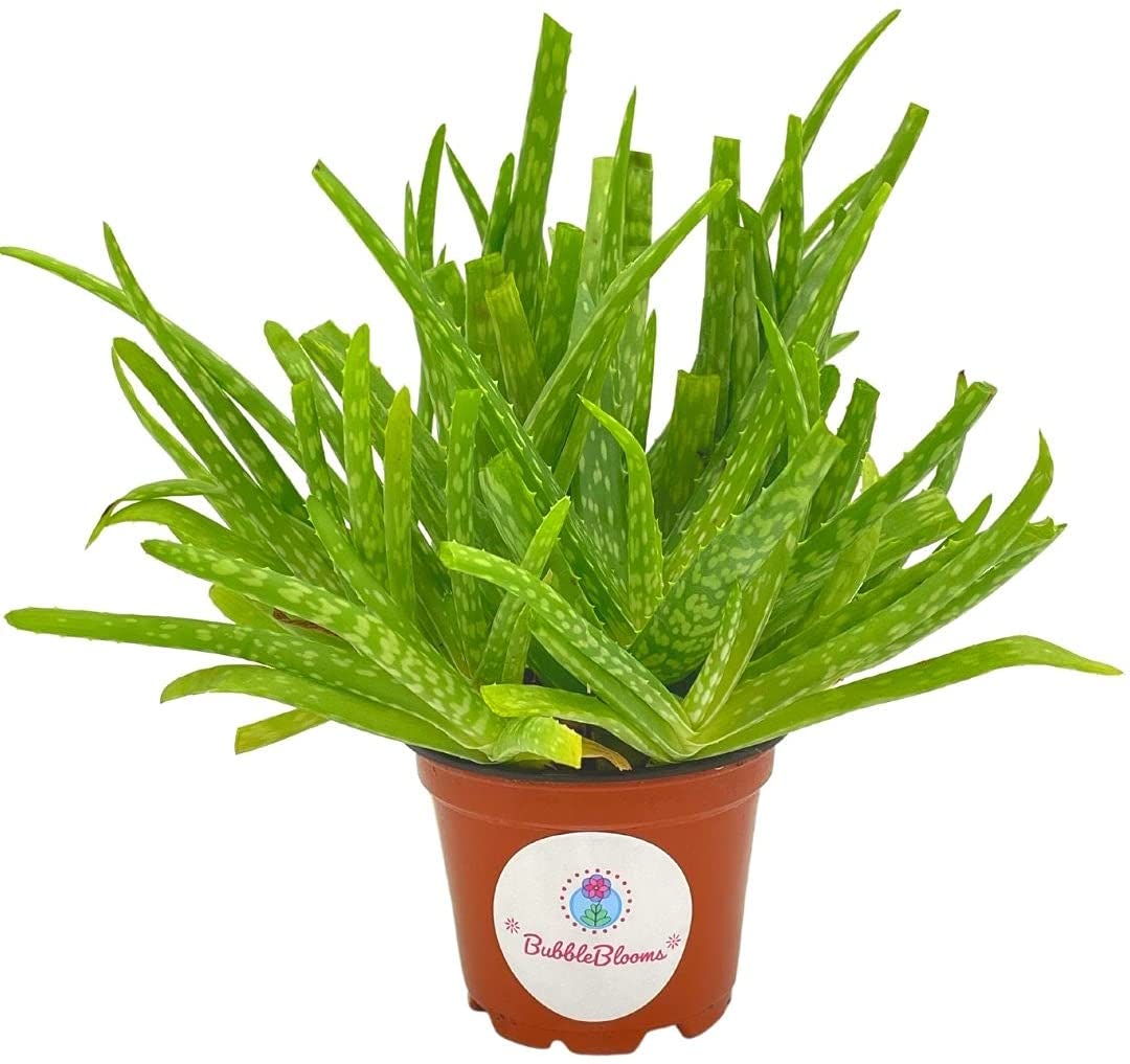 Aloe Vera plant