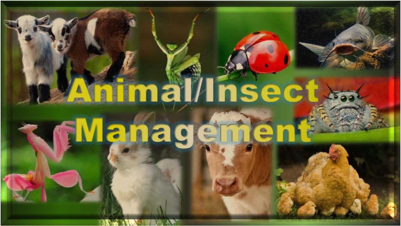 Animal Management