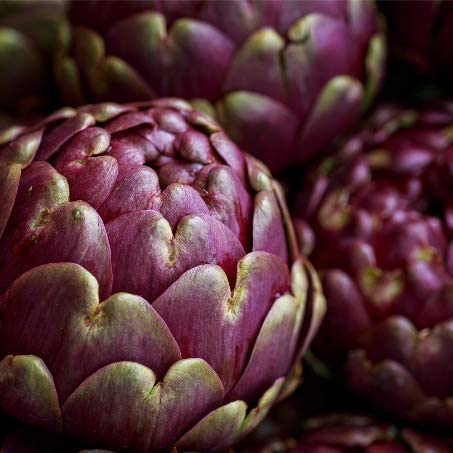 Artichoke Purple Davids Garden