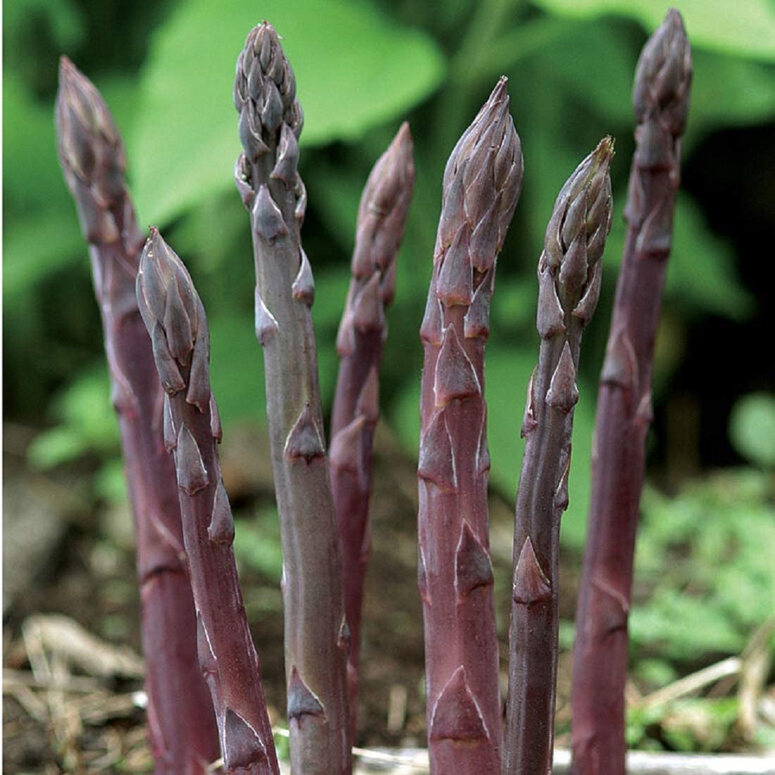 Asparagus Purple Passion