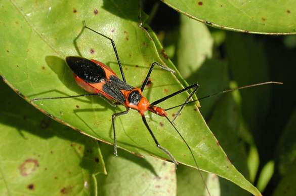 Assassin Bugs