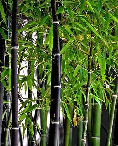 Bamboo