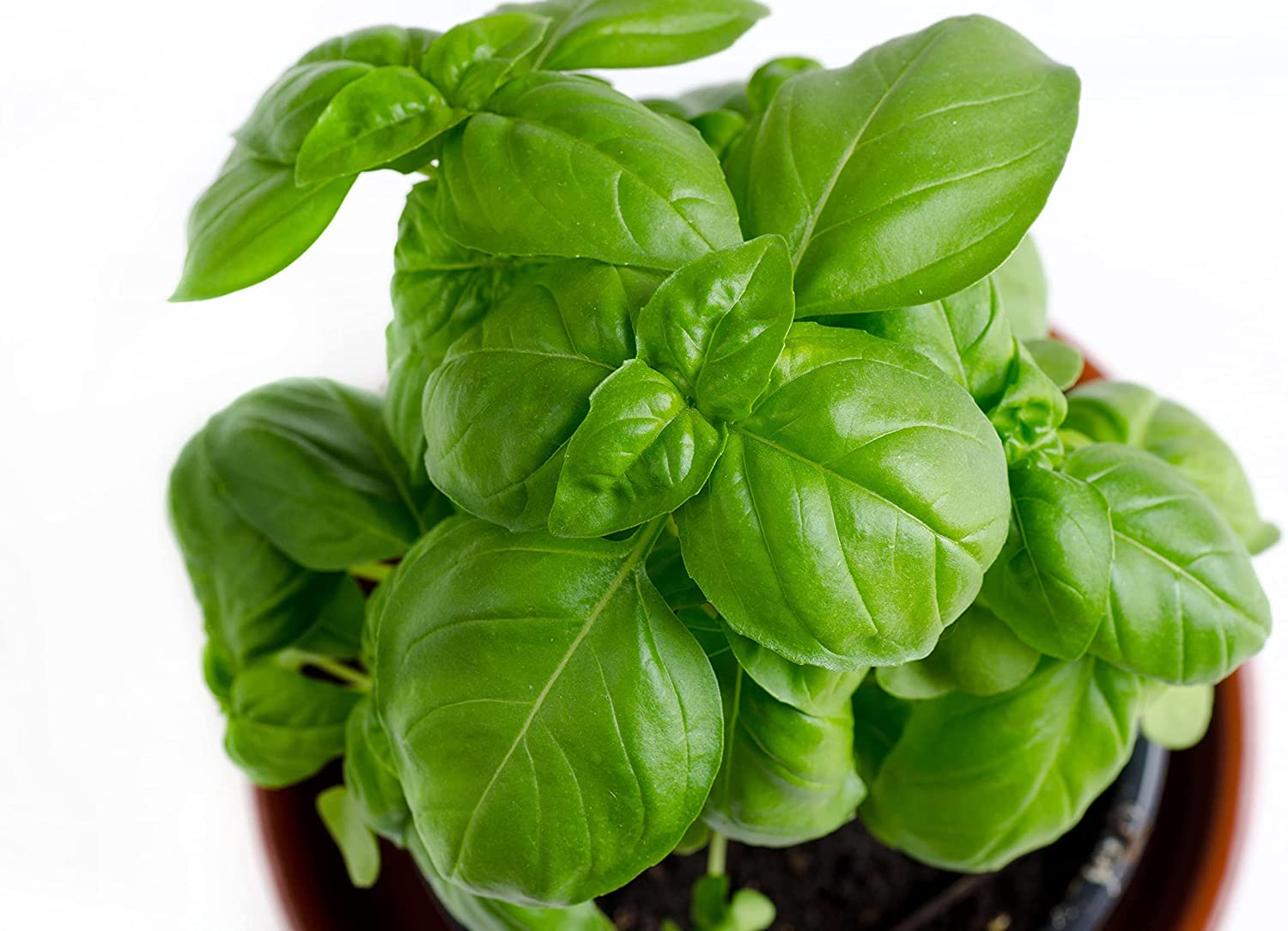 Basil Non GMO