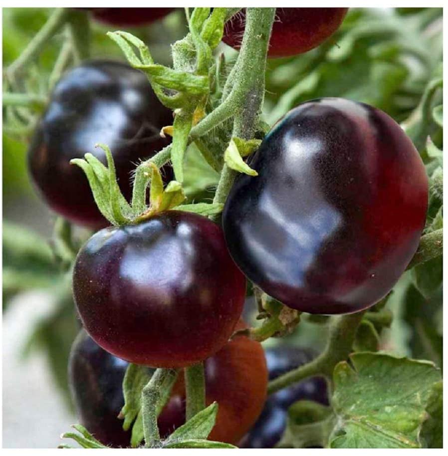 Black Cherry Tomatoes