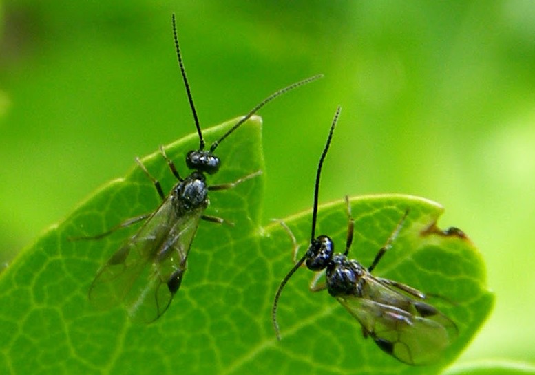 Braconid wasps 20100512