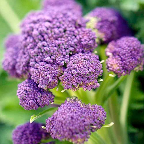 Broccoli Purple Sprouting