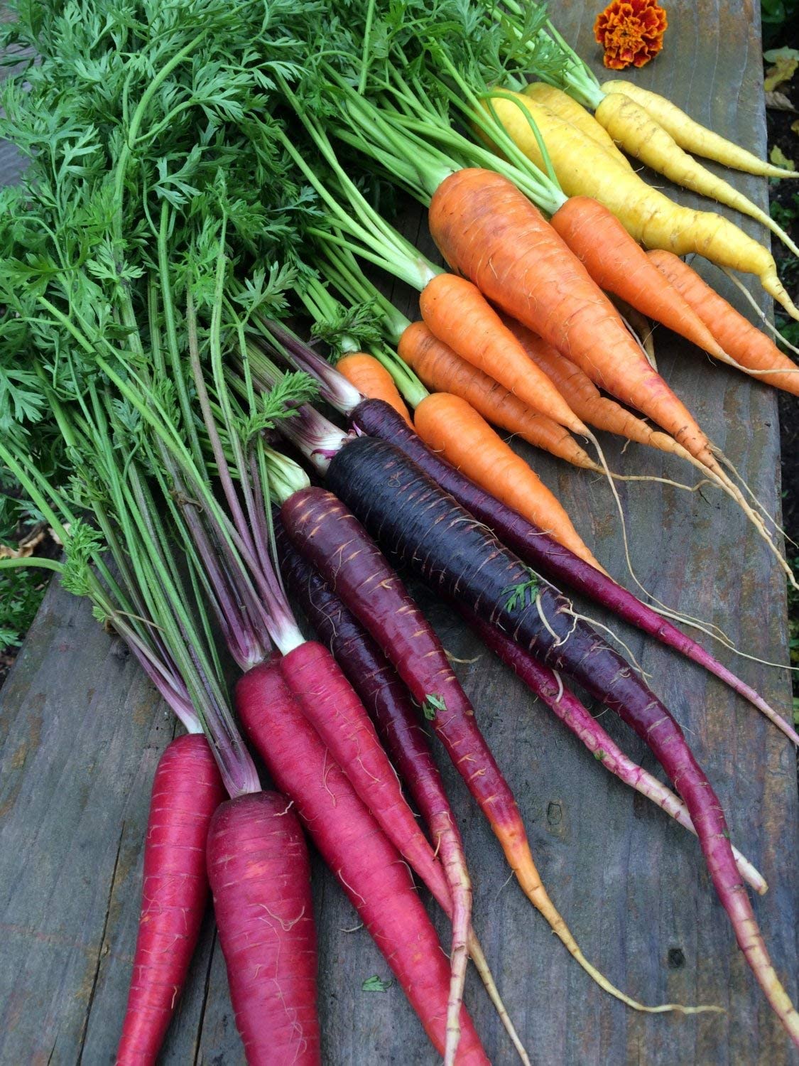 Carrots Rainbow Blend