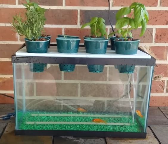 Basic Indoor Aquaponics System