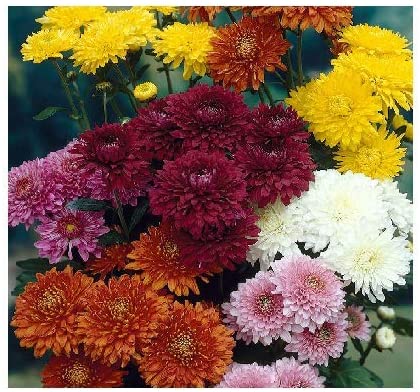 Chrysanthemums