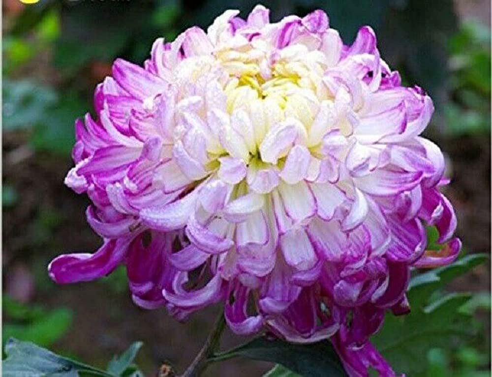 Chrysanthemums Purple