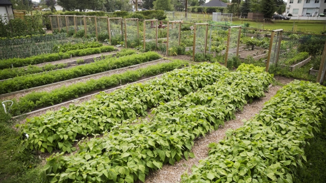 Community Garden