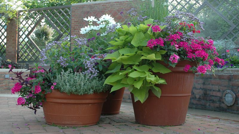 Container Garden