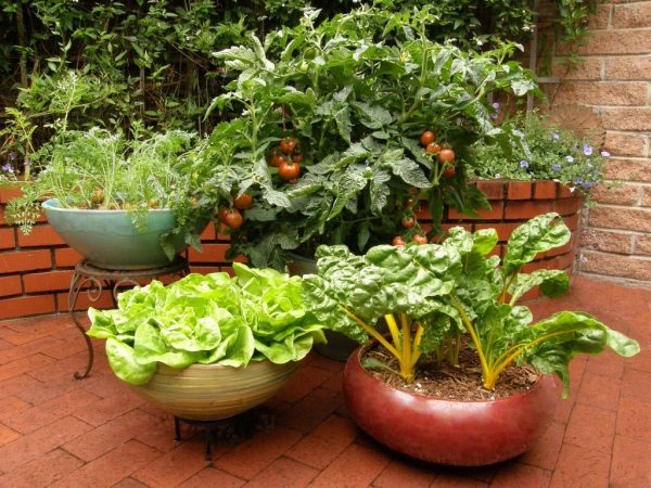 Container Veggies