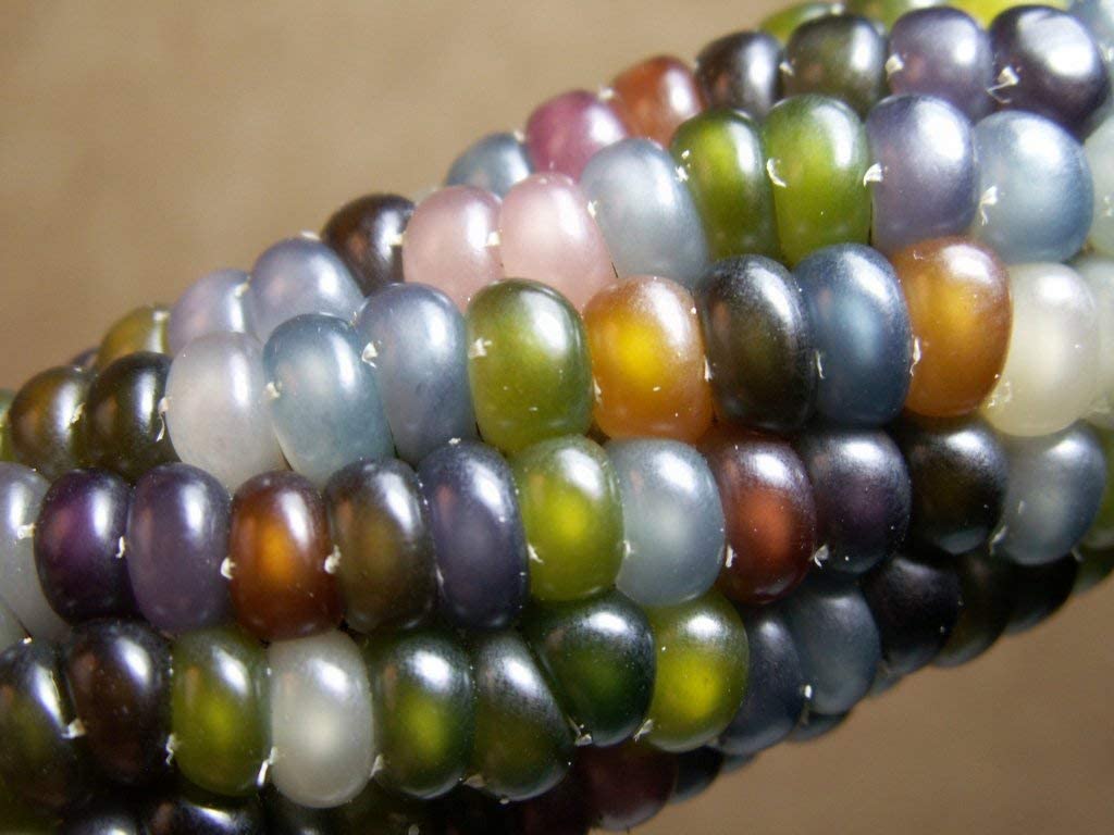 Corn Indian Glass Gem