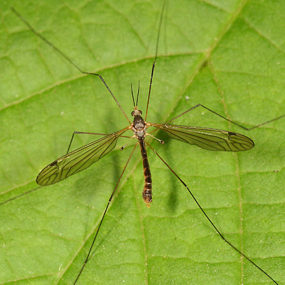 Crane Fly