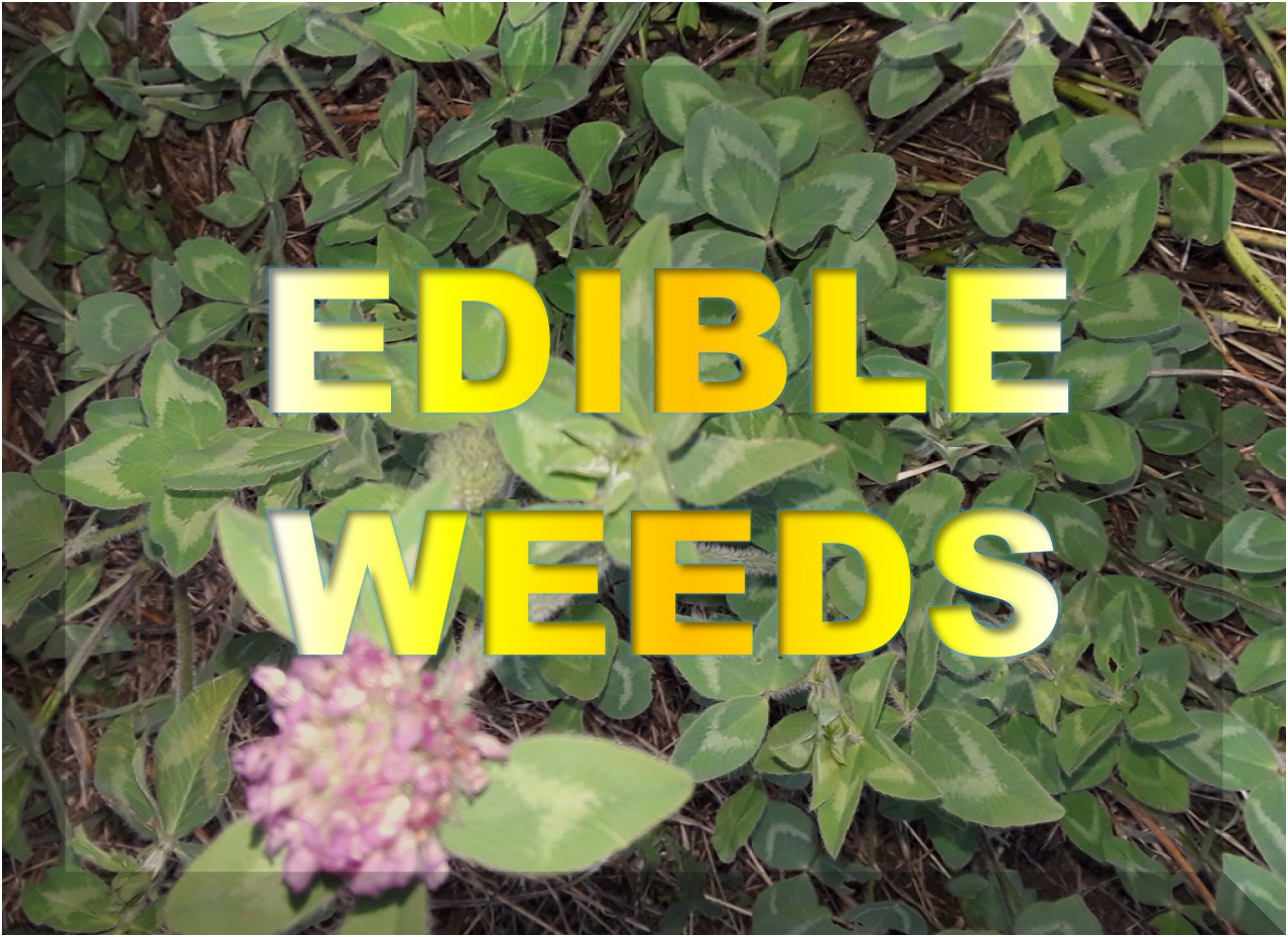 Edible Weeds