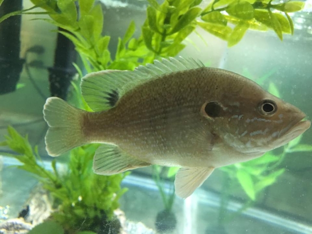 Green sunfish from Walnut Point State Park east central Illinois