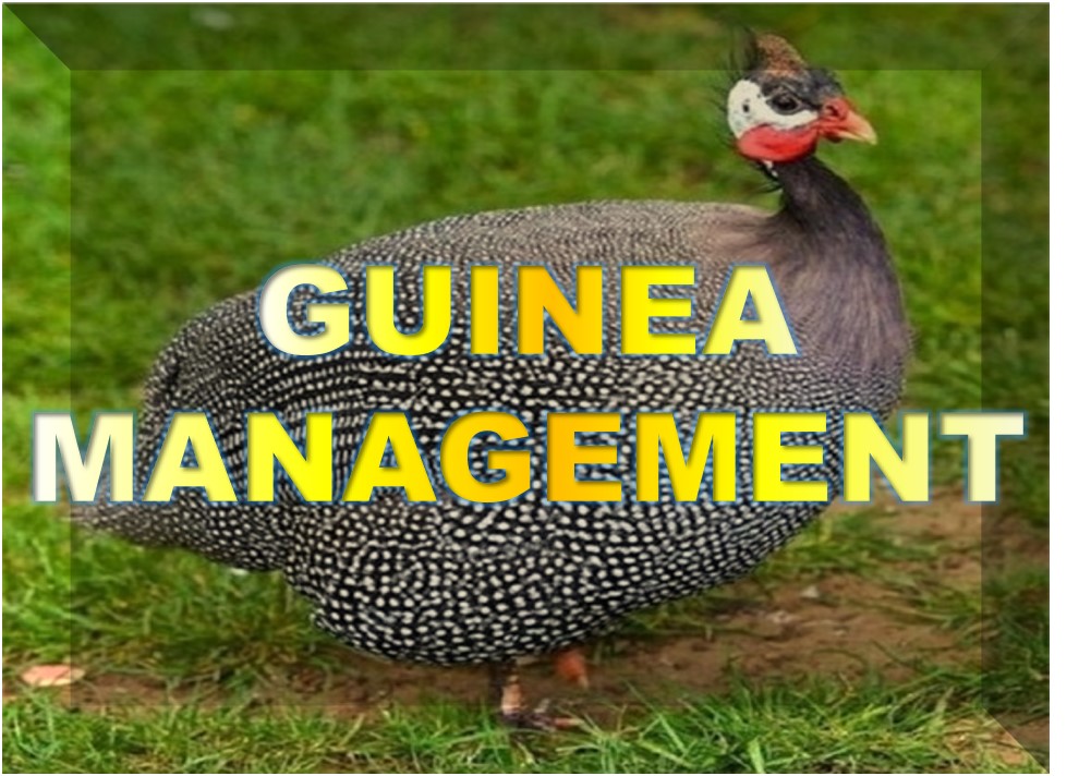 Guinea Fowl