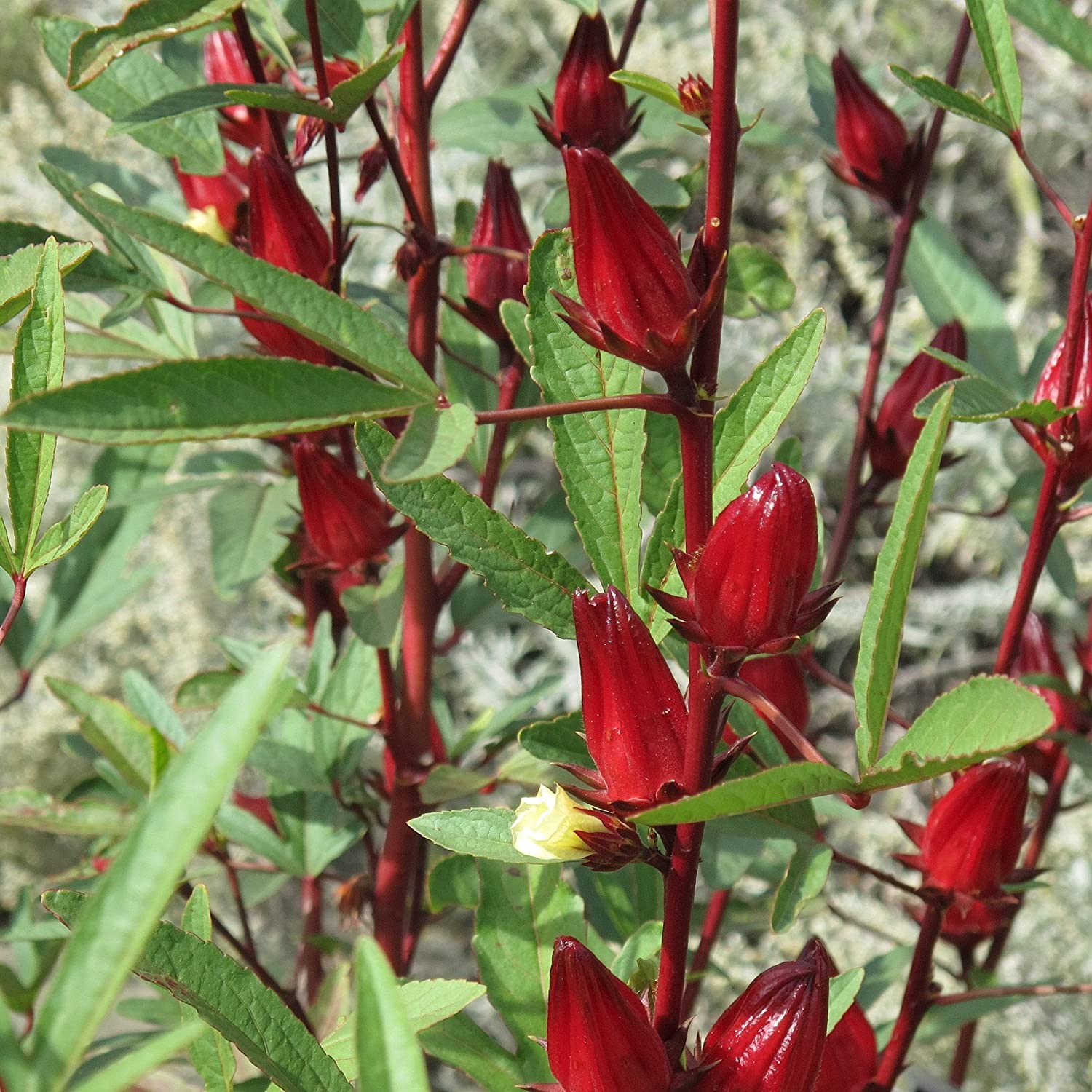 Hibiscus Red Roselle