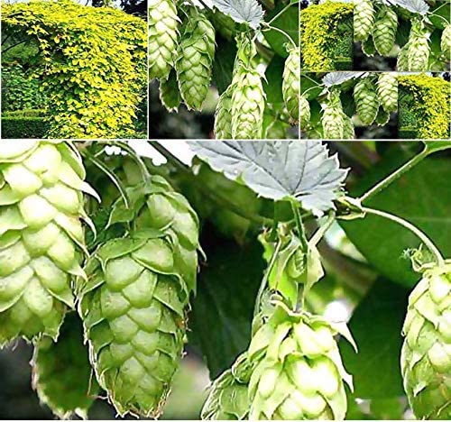 Hops Seeds