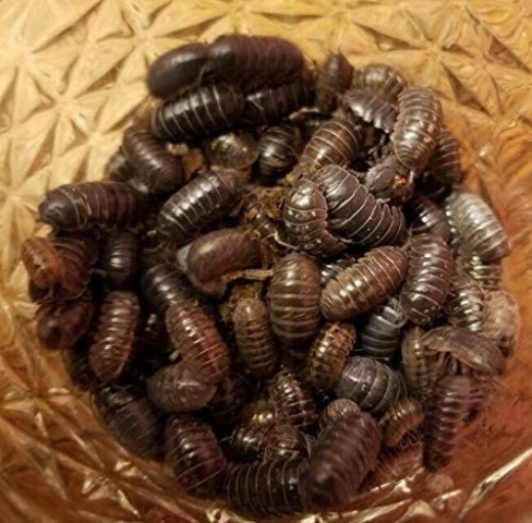 Isopods