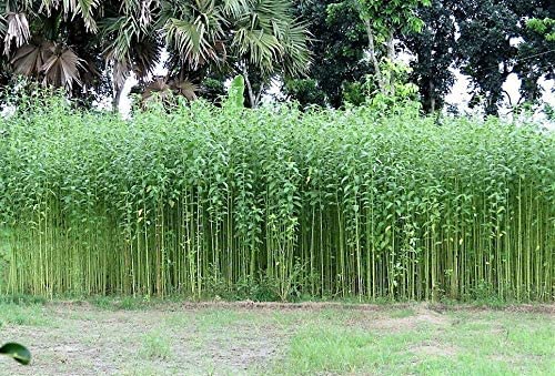 Jute Corchorus Olitorius