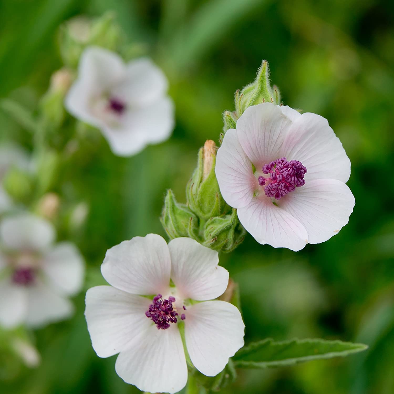 Marsh Mallow Herb