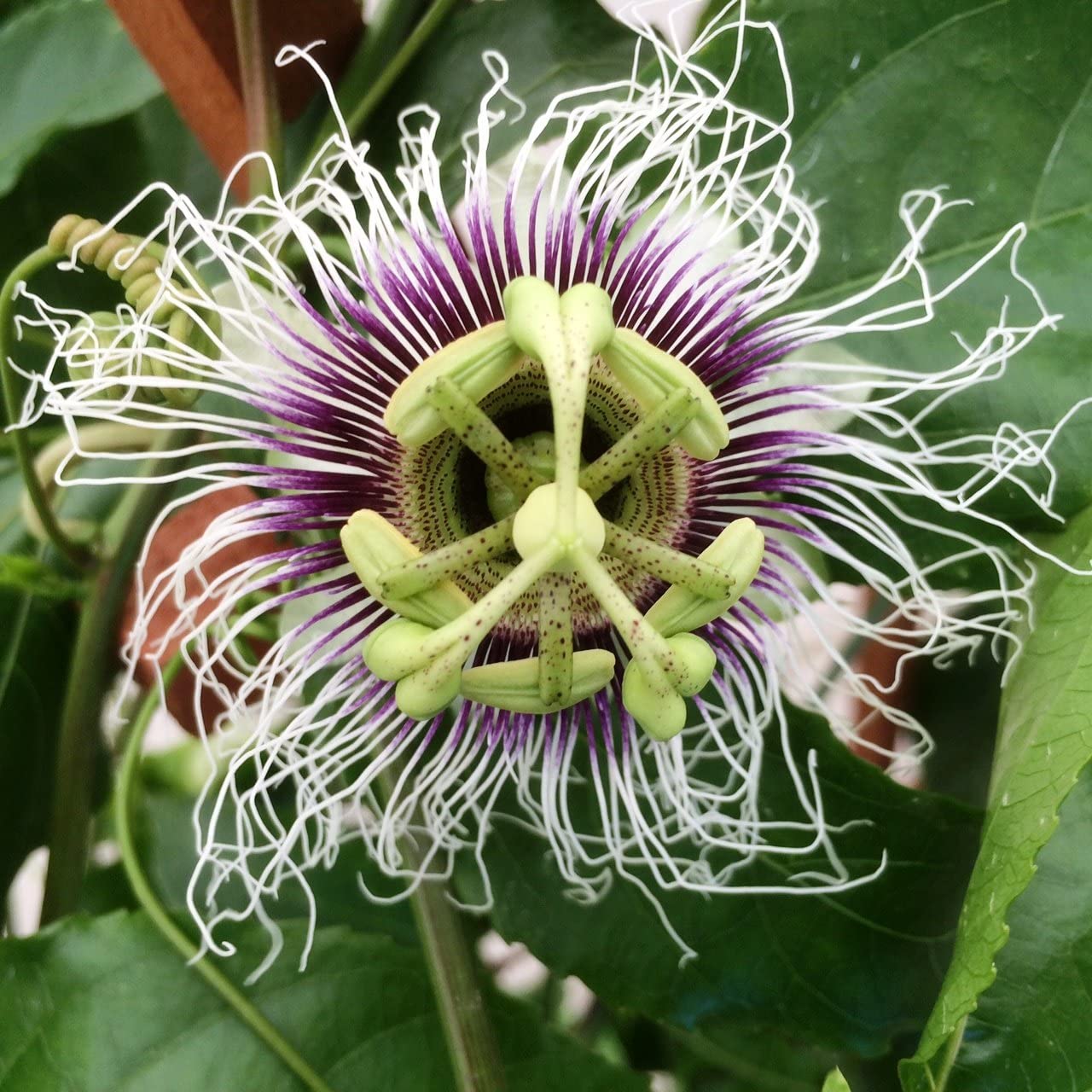 Passion Fruit Plants