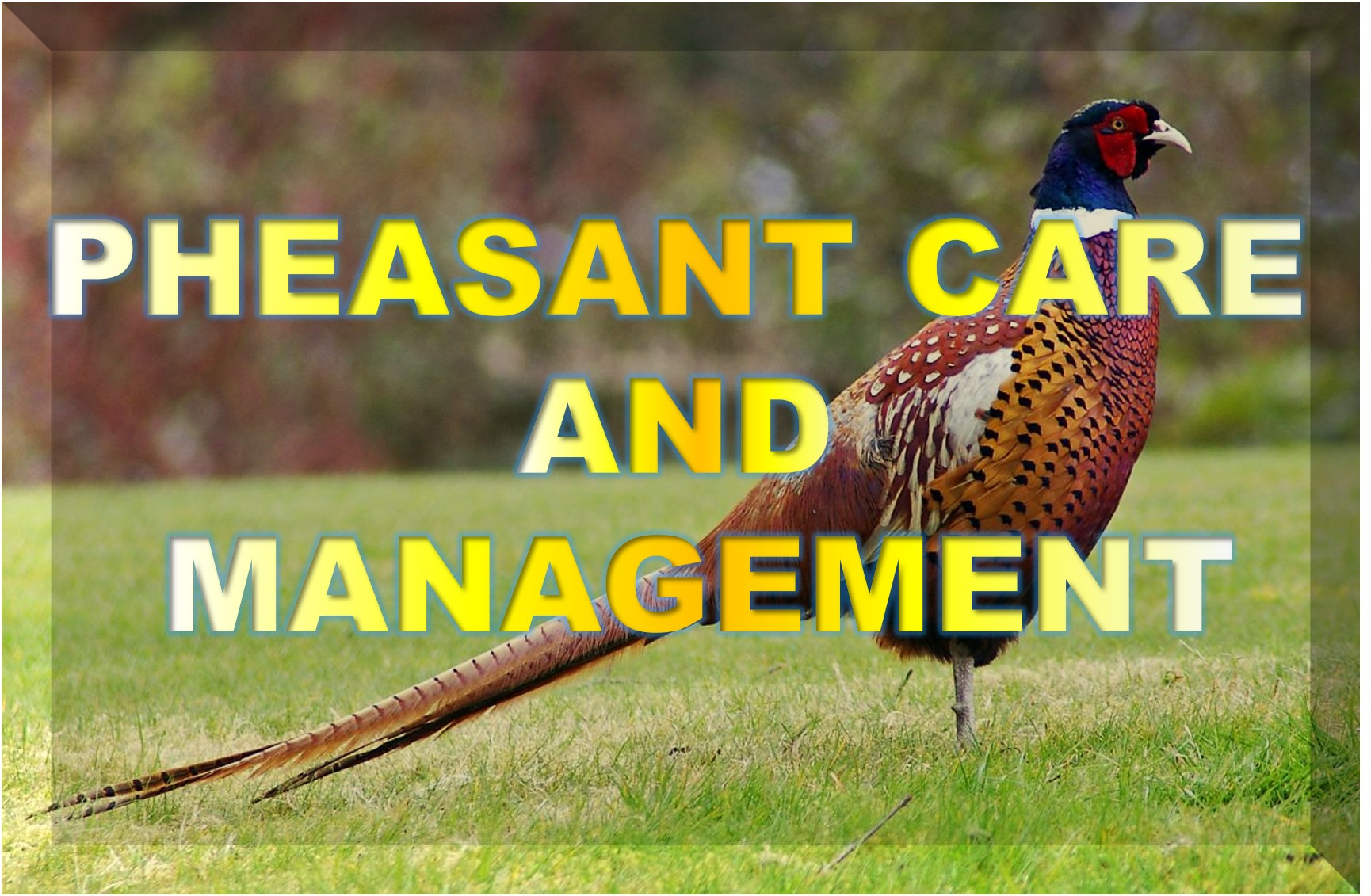 Pheasant