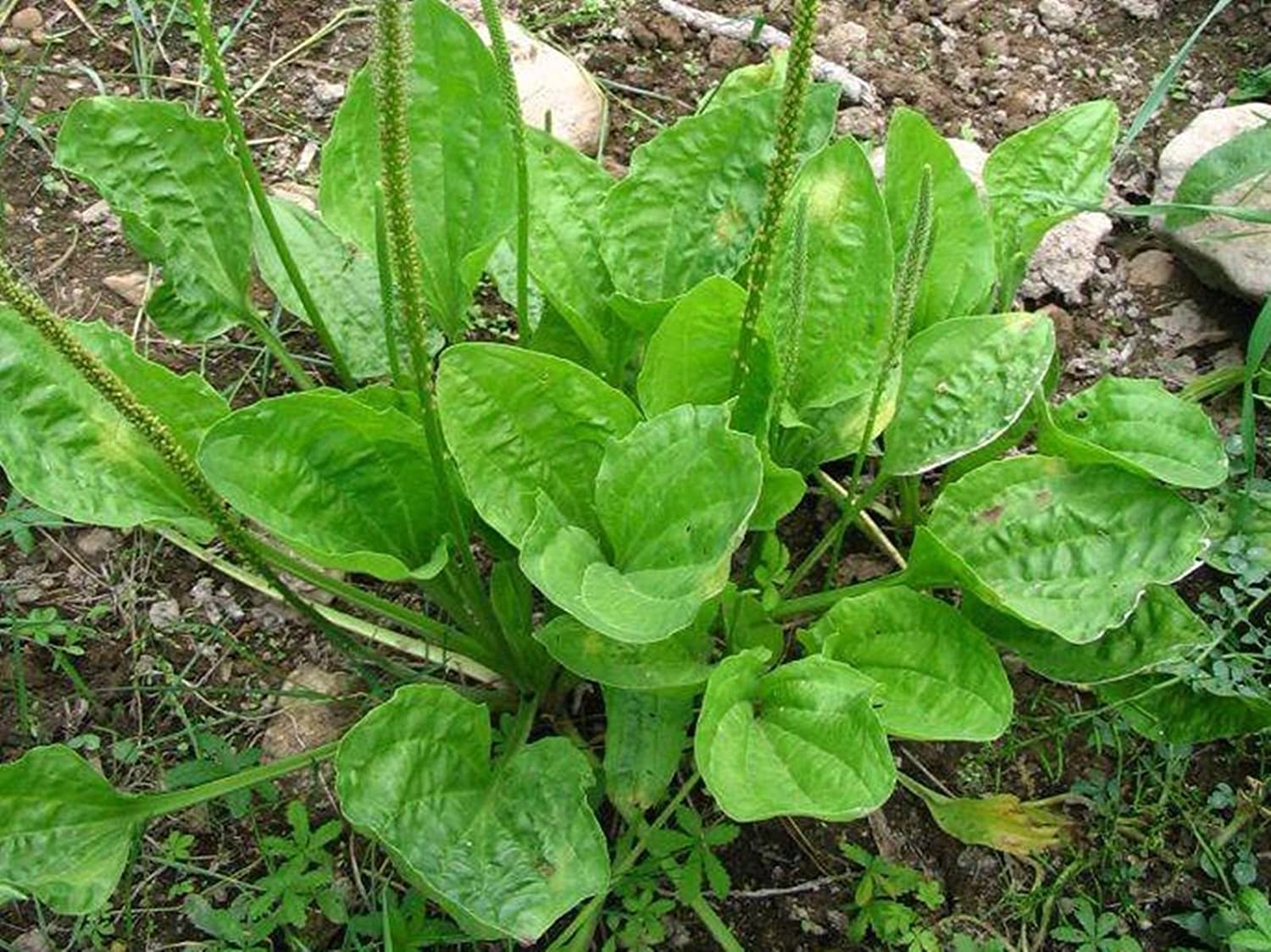 Plantain Seeds