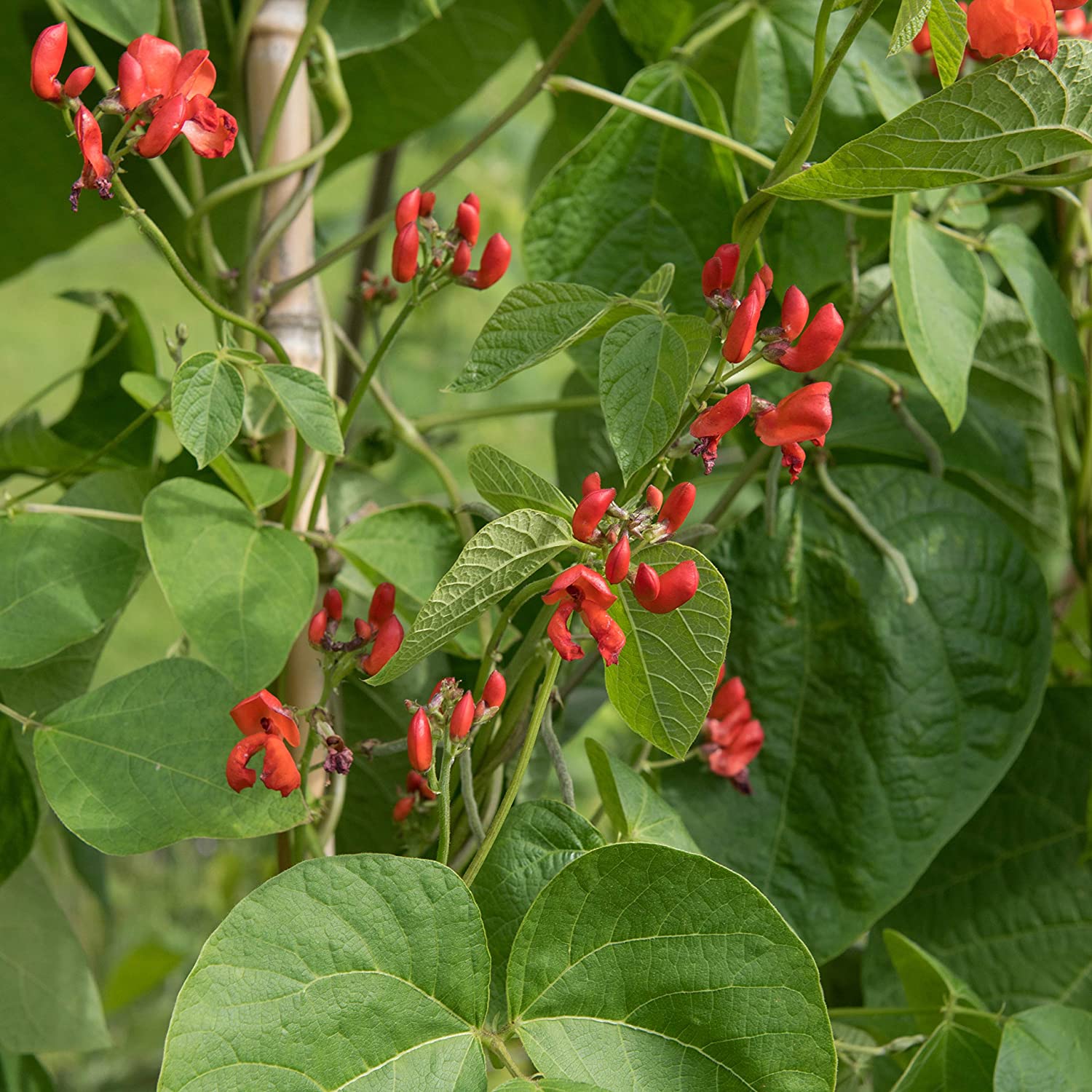 Pole Beans Scarlet Run