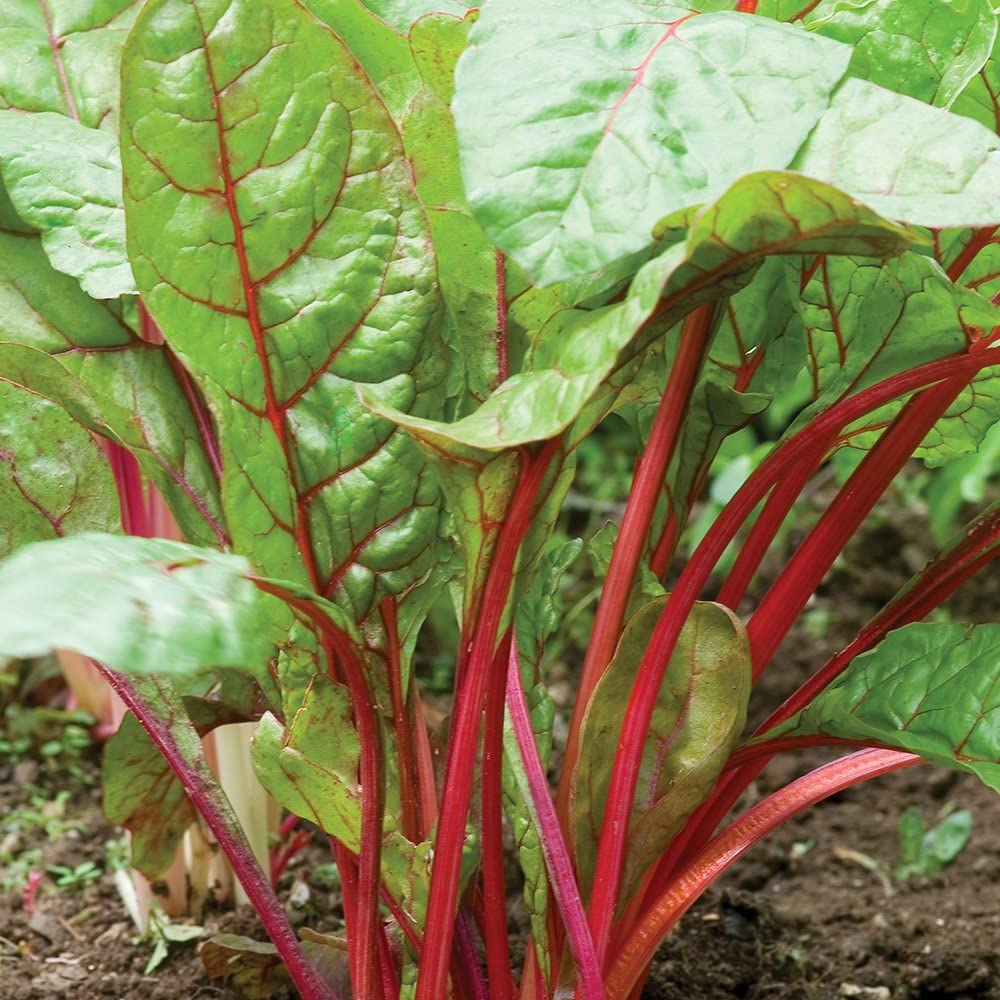 Rhubarb