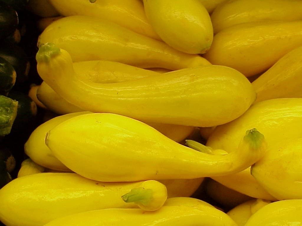 Summer Squash Heirloom