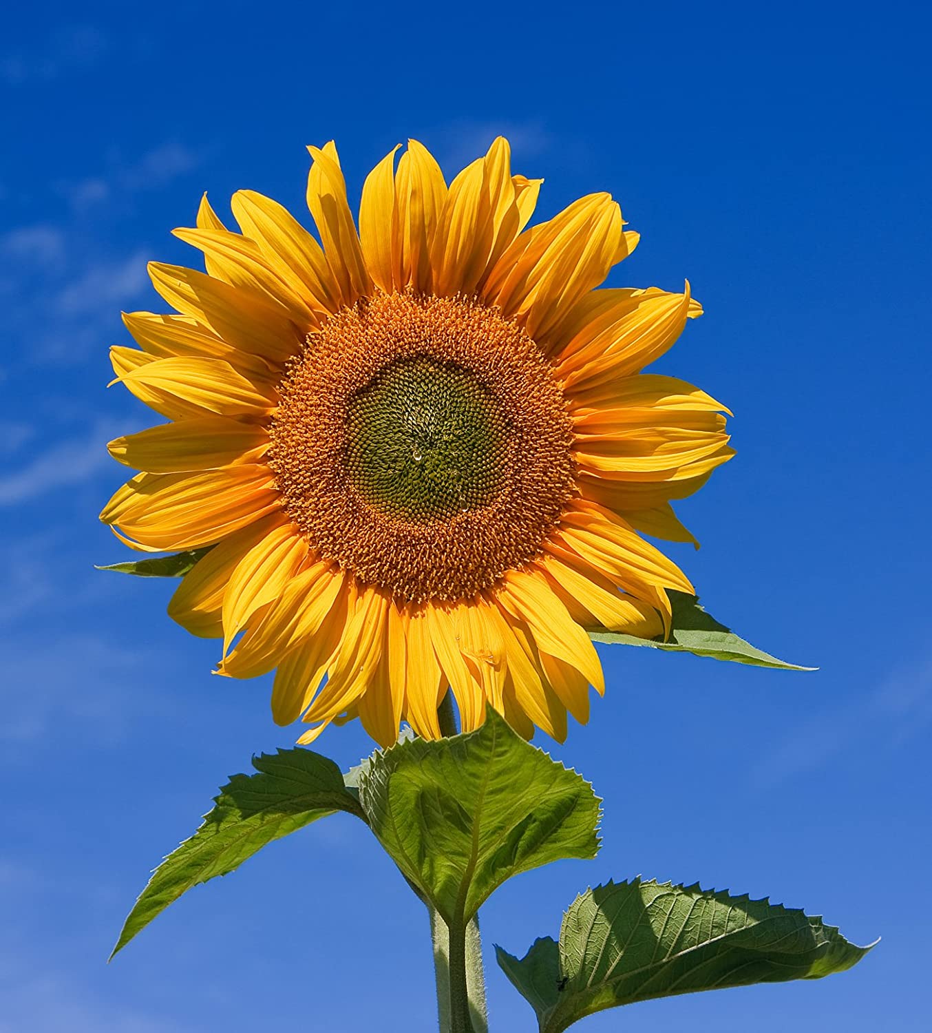 Sunflower Seeds Seeds