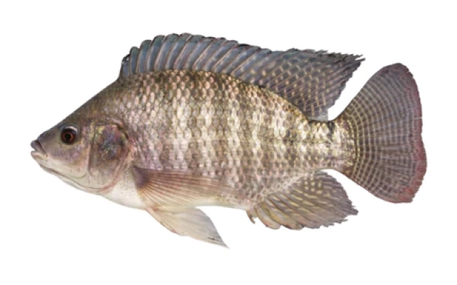 Tilapia