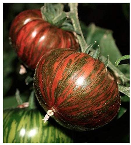 Tomato Chocolate striped