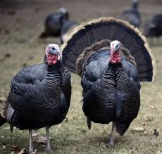 Turkeys