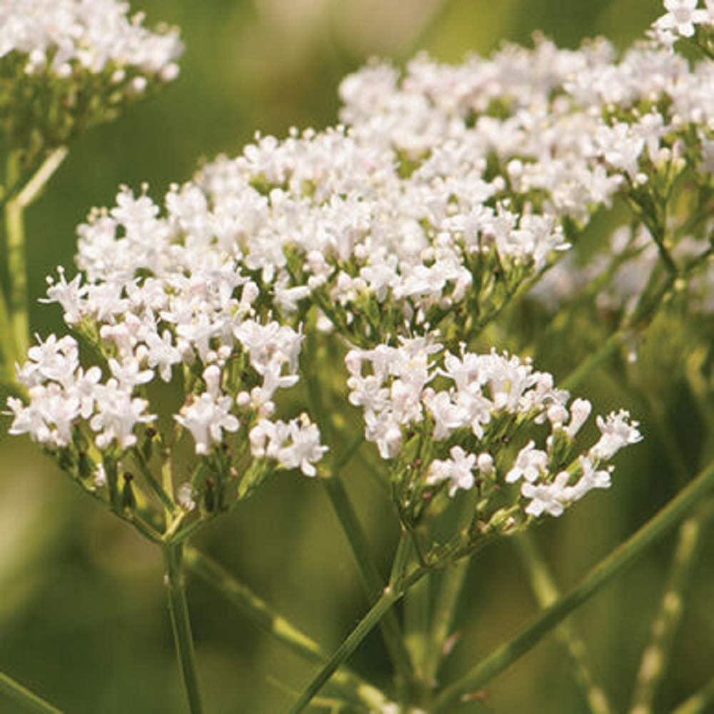 Valerian Seeds