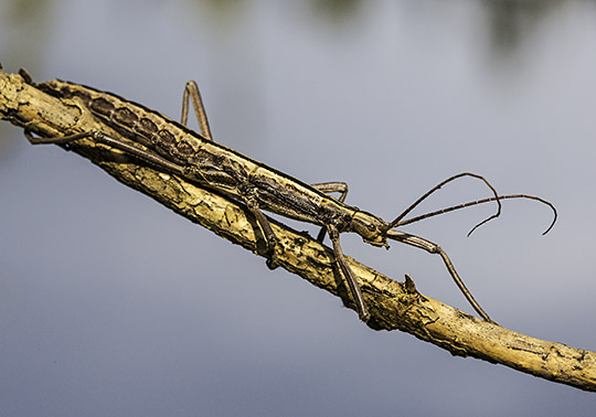 Walking Stick