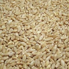 Wheat Seed