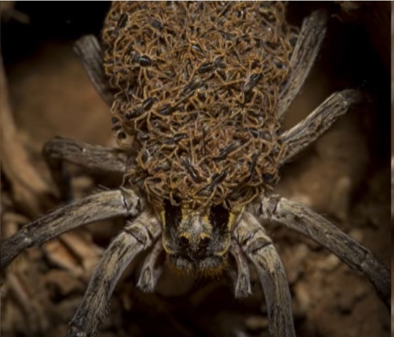 Wolf Spider with Babies