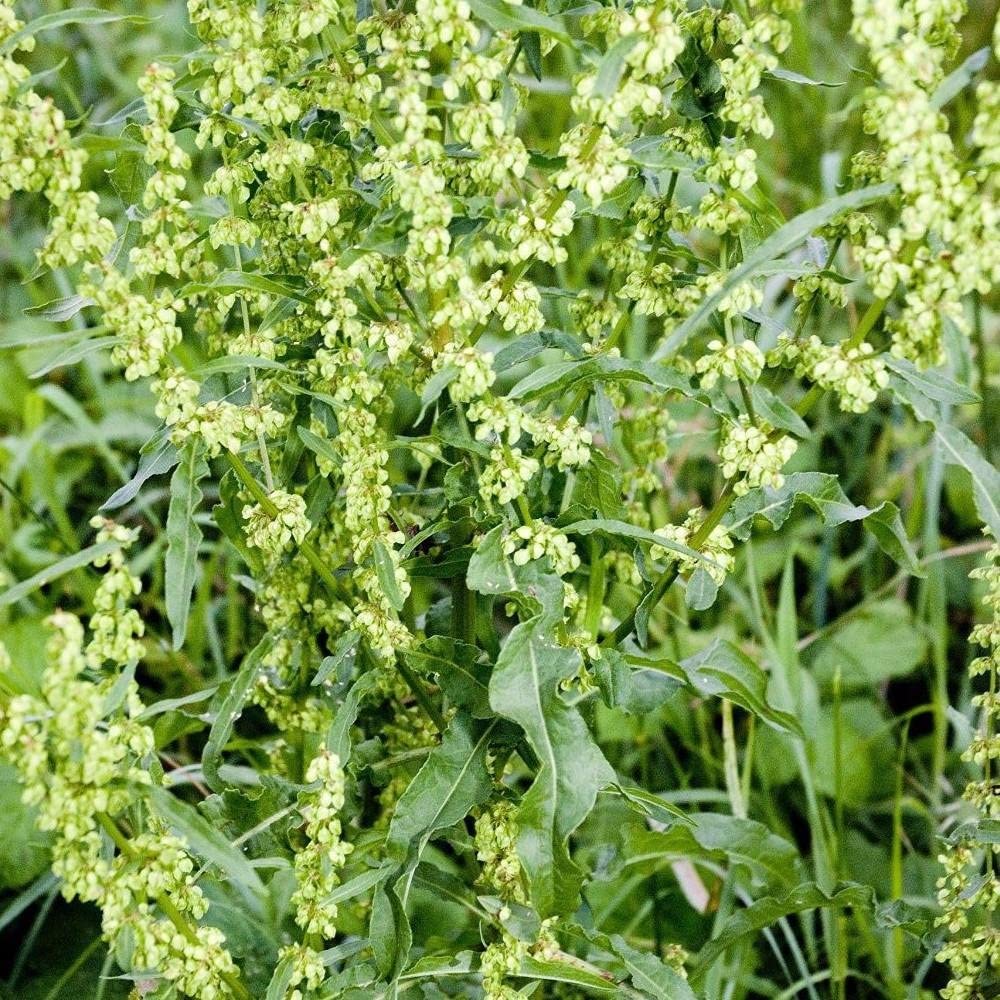 Yellow Dock Seeds