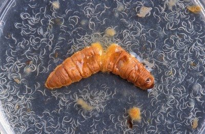 beneficial nematodes dead cutworm