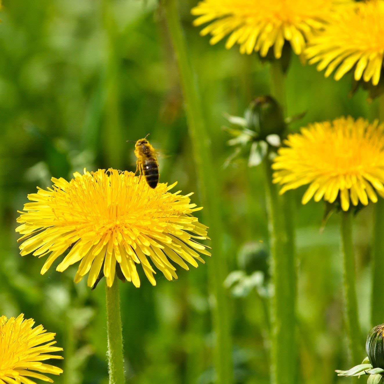 dandelion Seeds 10000