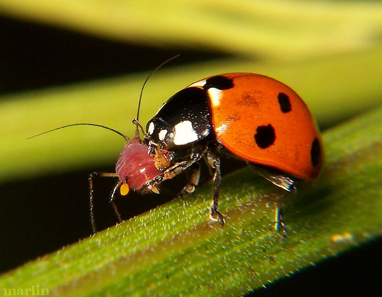 seven spotted ladybug 77