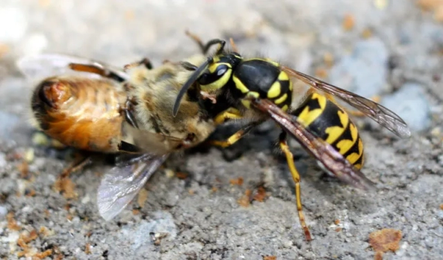 yellowjacket eating honeybee